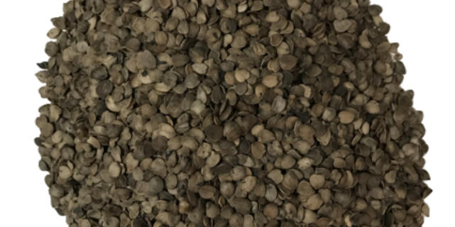 Semilla de Jicaro (Jicaro Seeds)