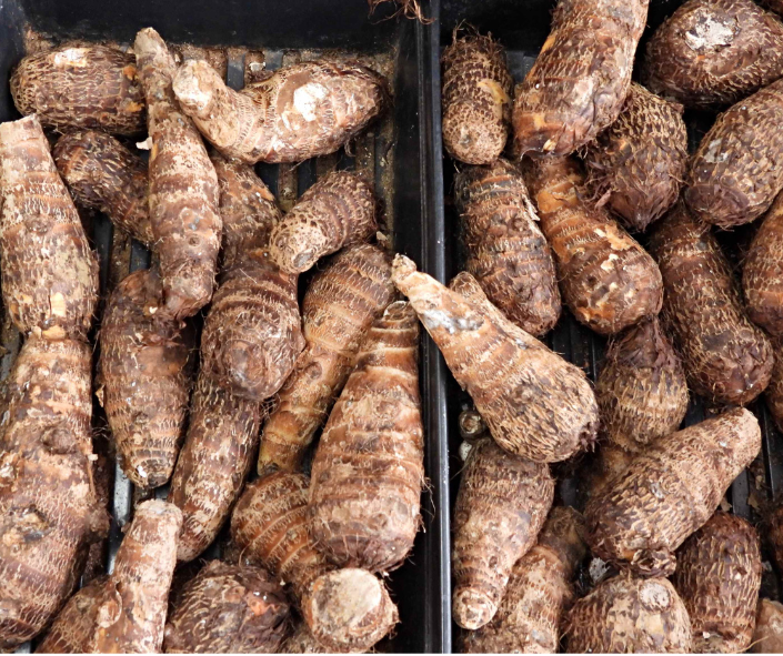 Quequisque (Malanga/Taro)