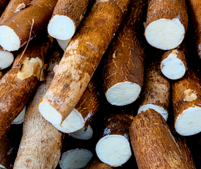 Yuca (Cassava)